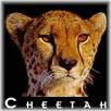 Cheetah-Logo